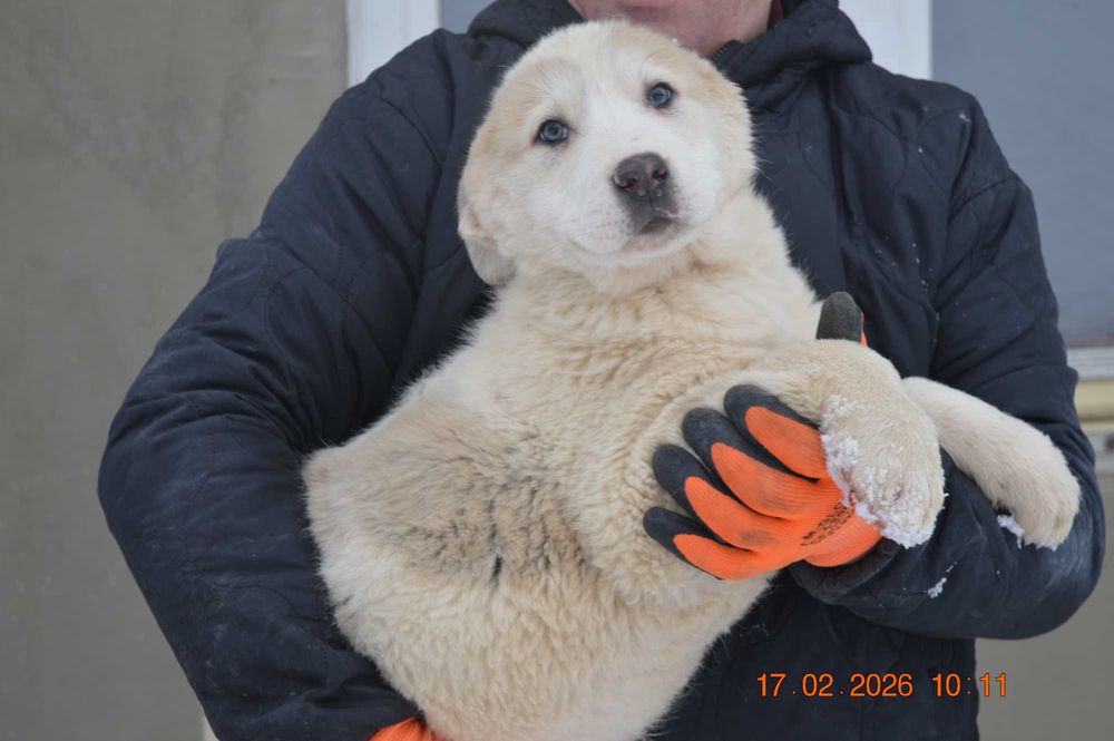 Owczarek środkowoazjatycki szczenię