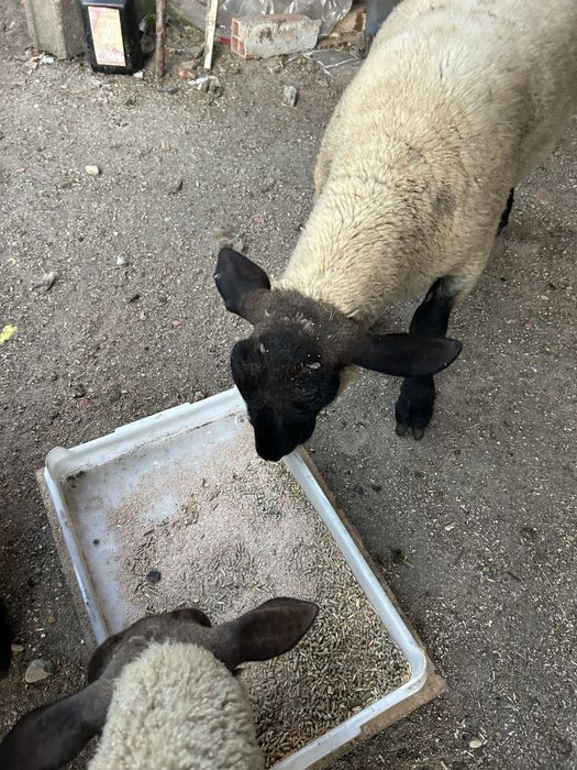 Animal de quinta