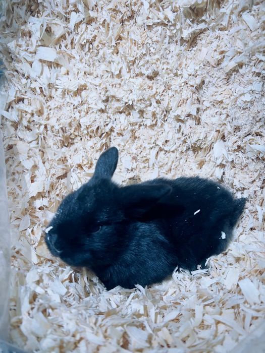 Vendo coelhos orelhudos Holland Lop muito dóceis e saudáveis