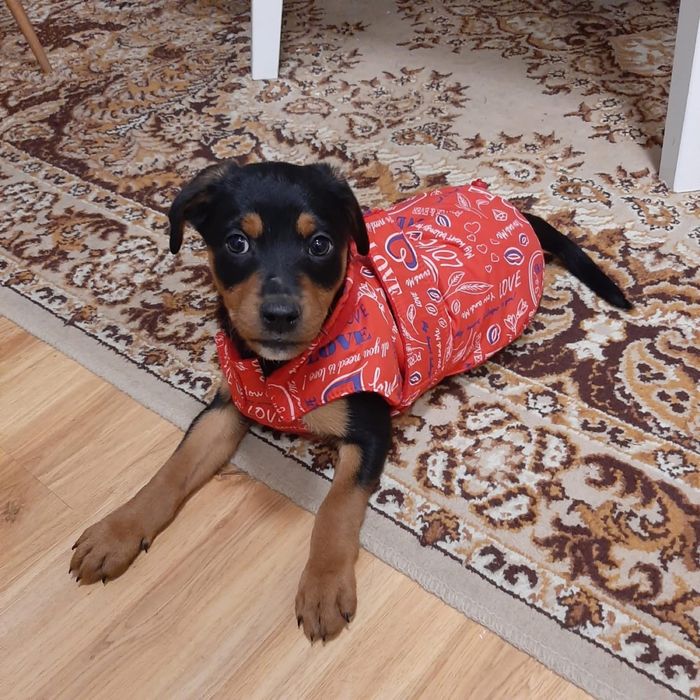 Tajfun-3 mięsieczny szczeniak do odpowiedzialnej adopcji