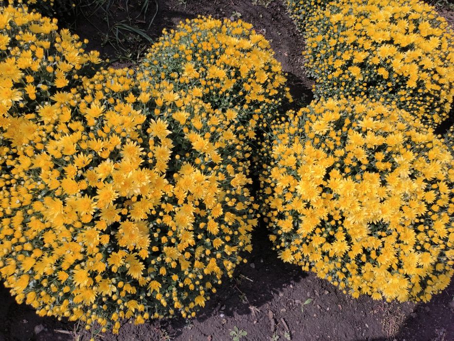 Хризантема шаровидна(мультифлора)