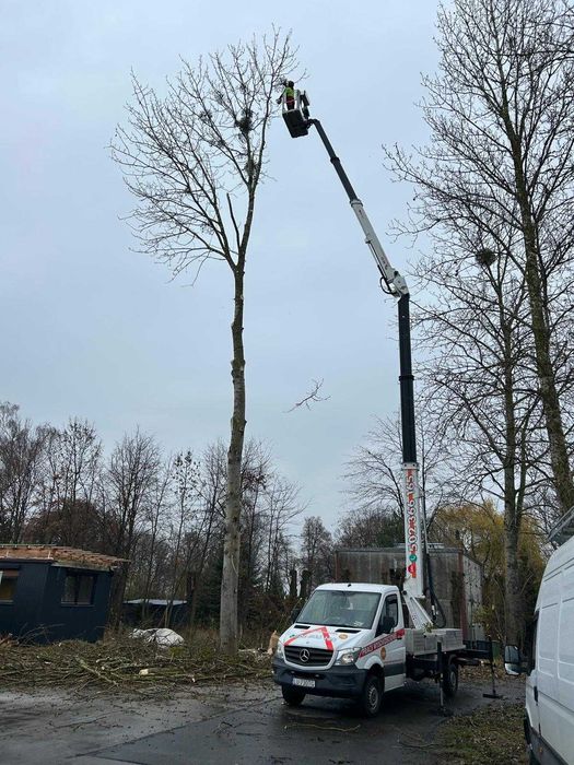 Wycinka drzew Podnośnik koszowy  Korekta Pielęgnacja  Przycinka