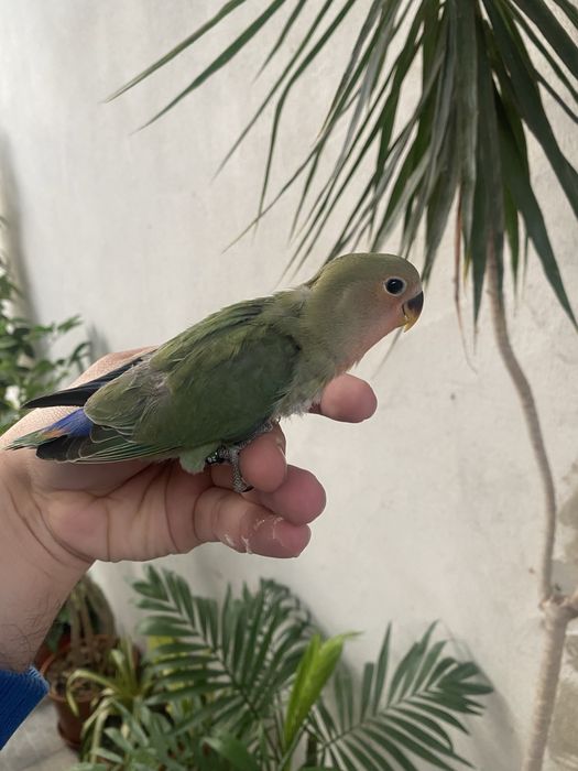 Agapornis domesticados