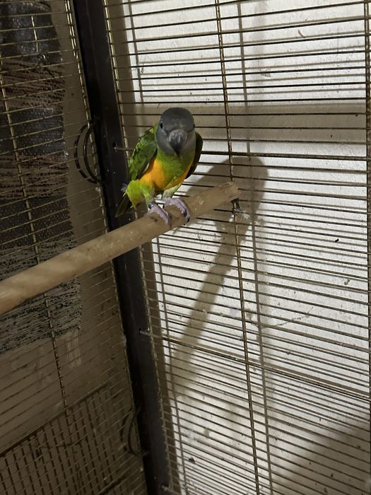 Papagaios do Senegal