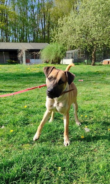 American Staffordshire Terrier szuka domu schronisko Zgierz -aktualne