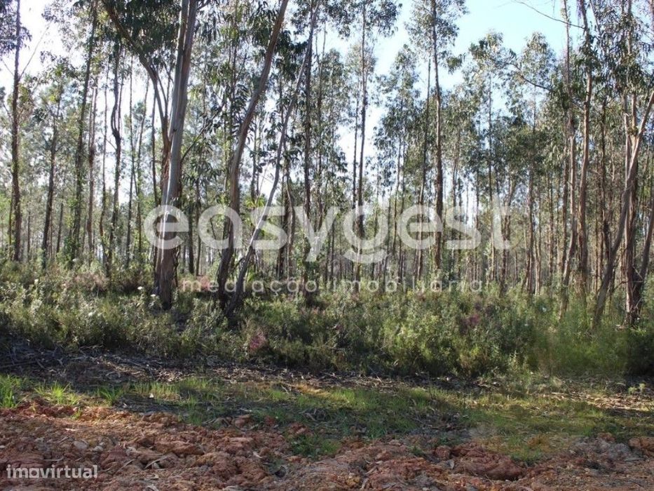 Terrenos com área total de 11080m2 maioritariamente Pinhal