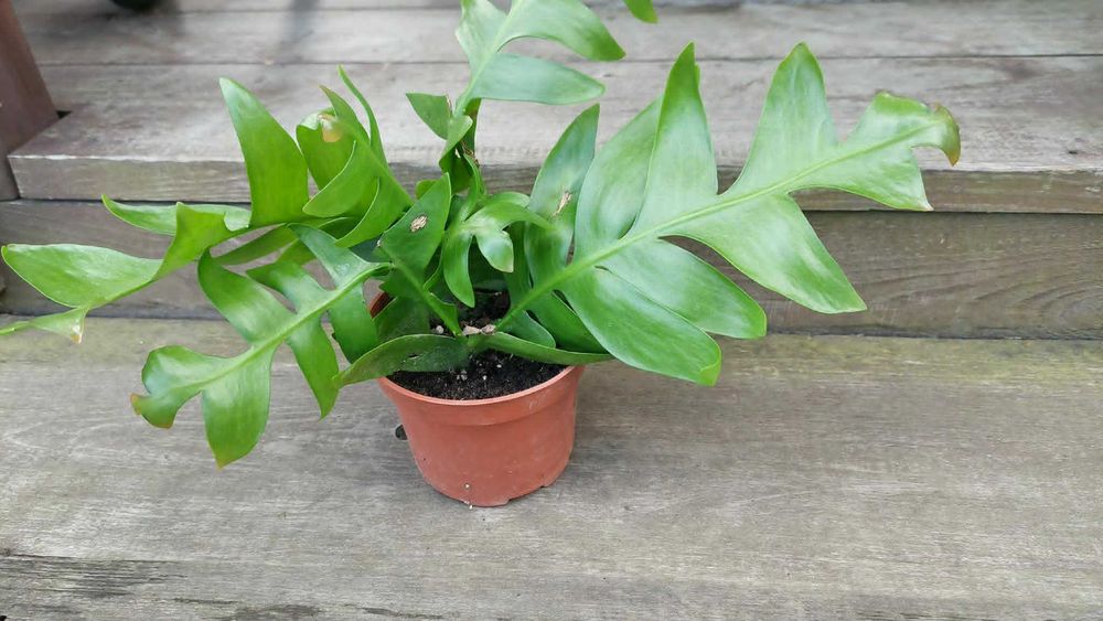 Epiphyllum Chrysocardium. Kaktus. Roślina.