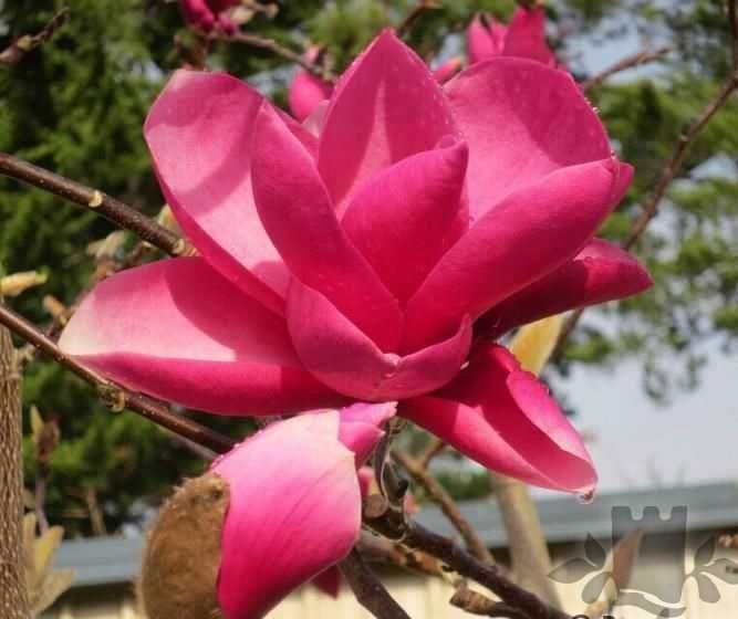 Лохина Ківі Магнолії Рододендрони Сакура Гортензії Катальпа Павловнія