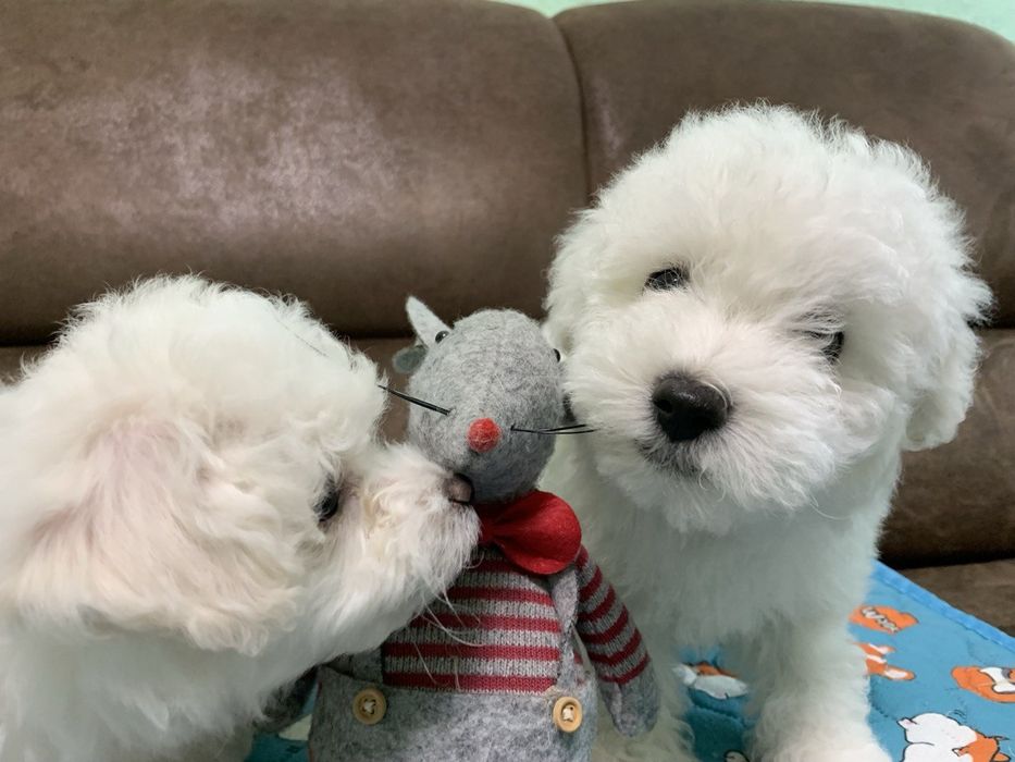 Цуценята Бішон-фрізе