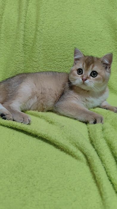 Золотая шиншилла прямоухие вислоухие котята мальчик девочка