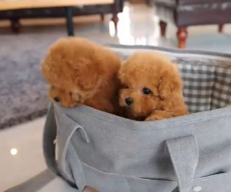 Дівчата той пудель шукають родину