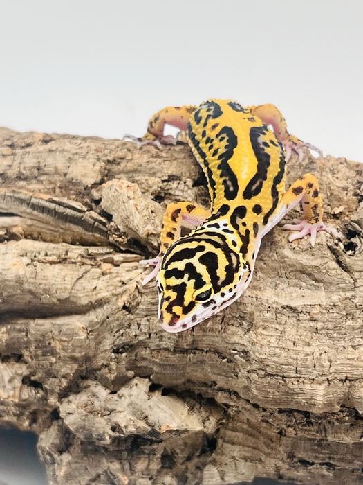 Gekon lamparci jungle samica