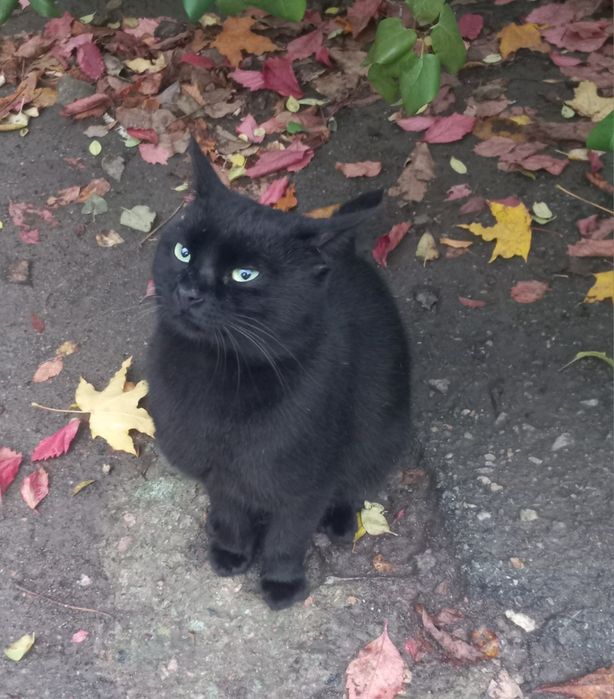 Чорненький молодий котик