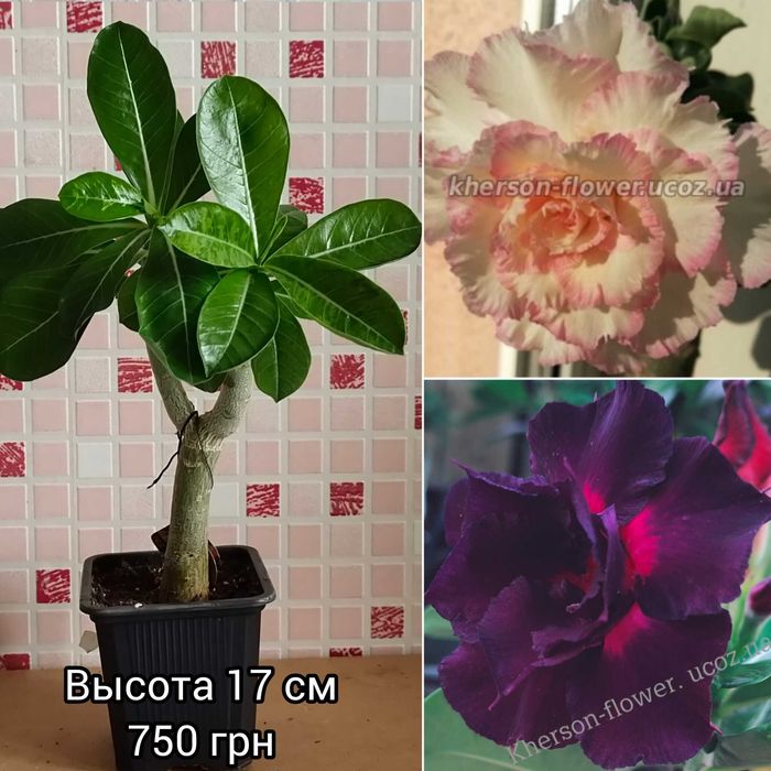 Аденіум мультипрививка з каудексом "восьминіг"