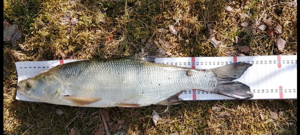 Miarka wędkarska MATOMIARKA 130cm MIARKOMATA mata do ryb