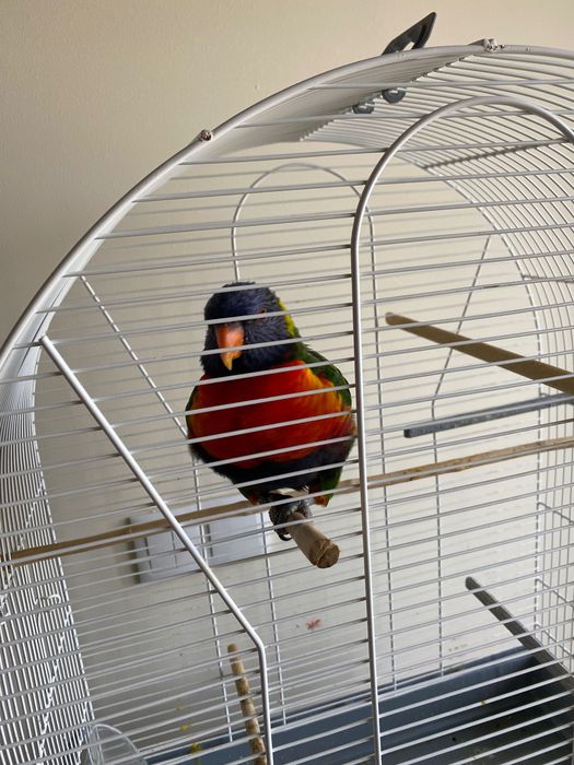 Pássaro Loris Meigo