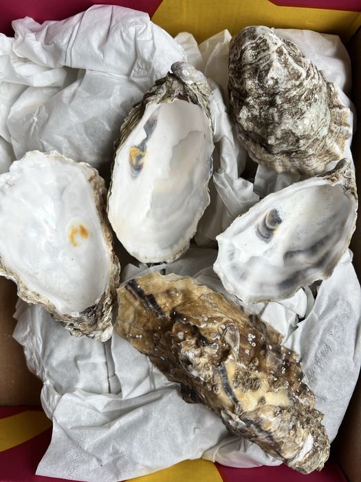 Мушлі устриць для свічок і декору