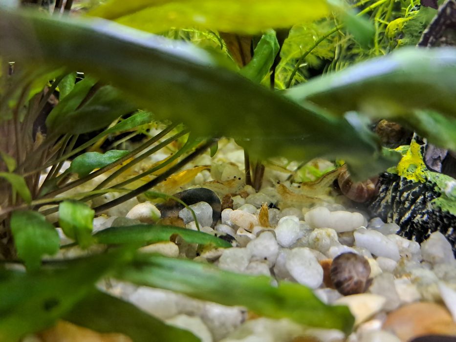 Camarões aquario wild