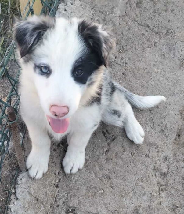 Cachorrinha border collie blue merle com olho azul