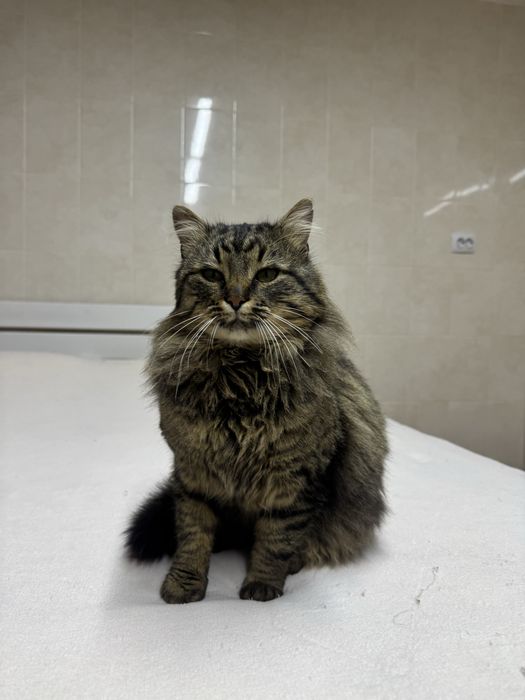 Охайний та лагідний котик в люблячі руки