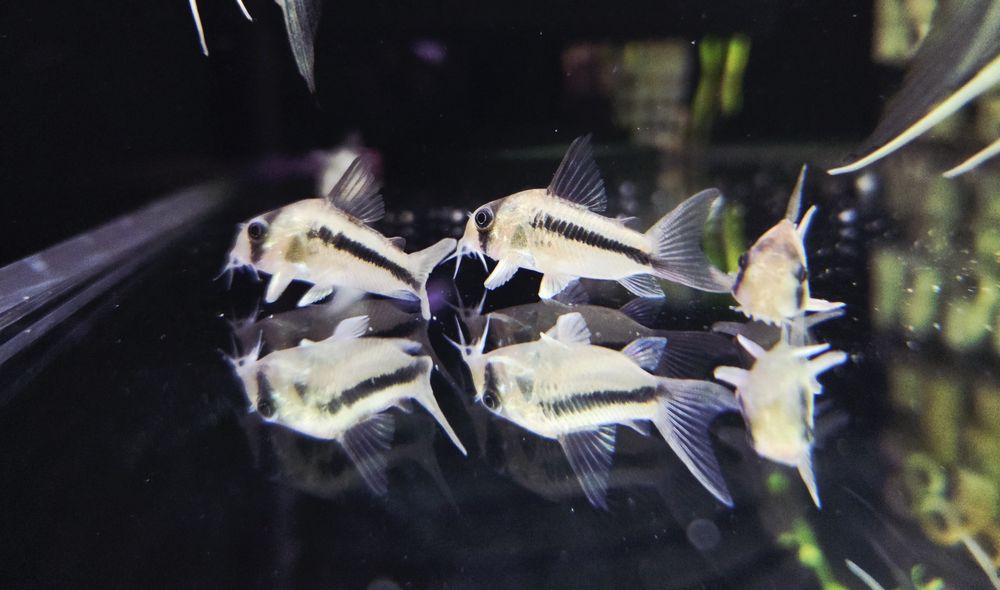 Kirysek decker CW 21 (Corydoras axelordi) WF