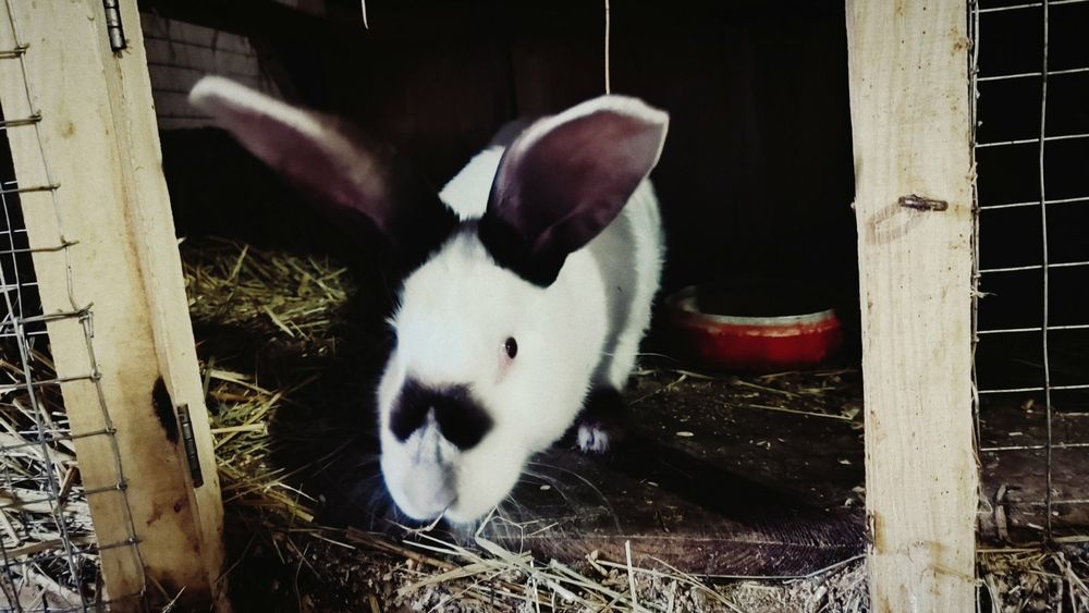 Кролі кролики декілька порід