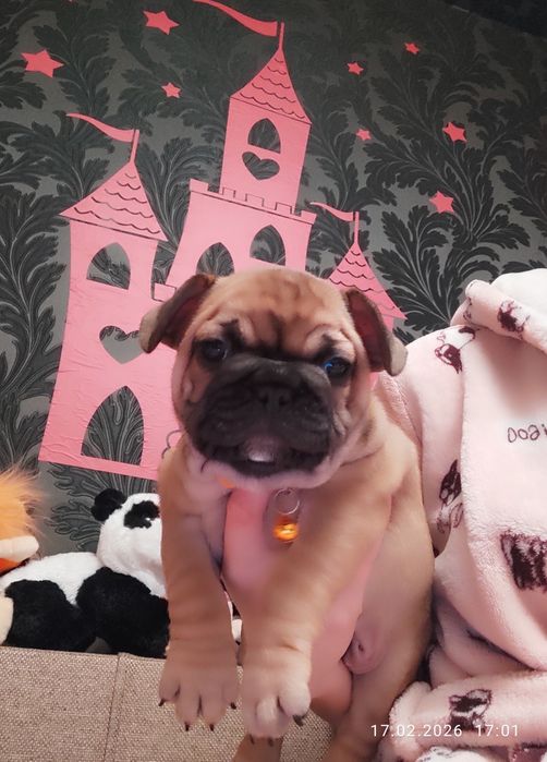 WKU-ККУ,  стандарт,  ген.тести