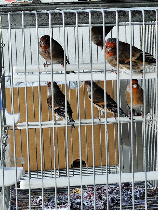 travessos híbridos machos