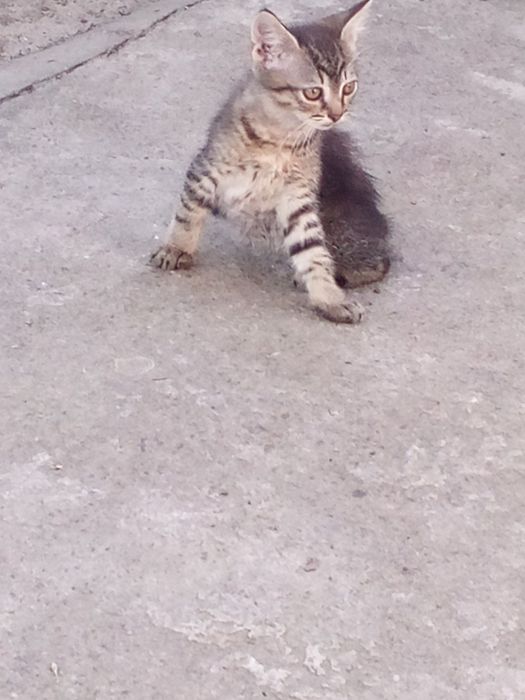 Продається котик Вася