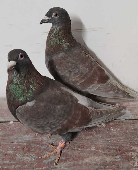 Opal, opale, reduced, rubella, pocztowy