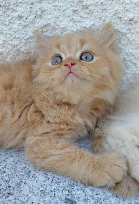 Benji Gatinho Persa Red Tabby  para Acasalar