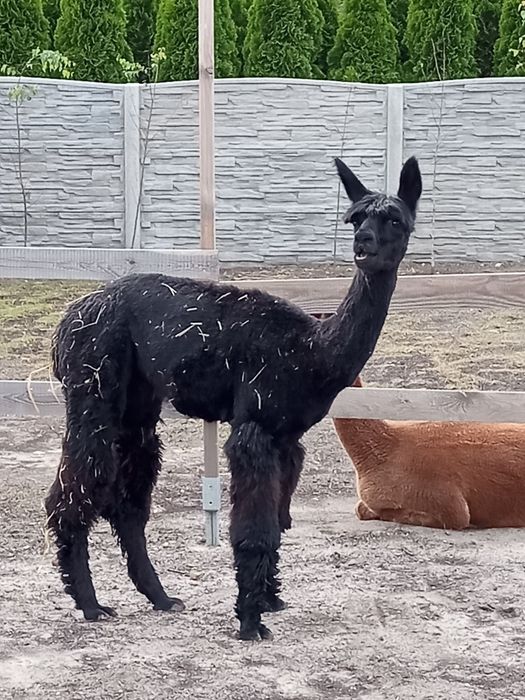 Sprzedam alpakę suri- polska hodowla