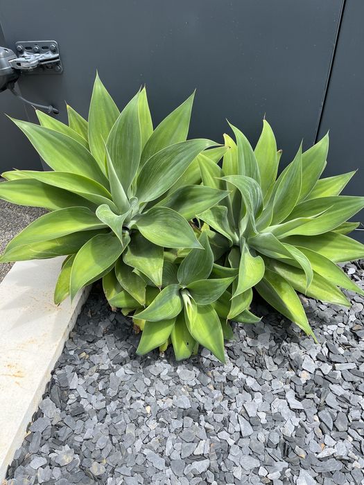 Agave Dragão - planta da Madeira