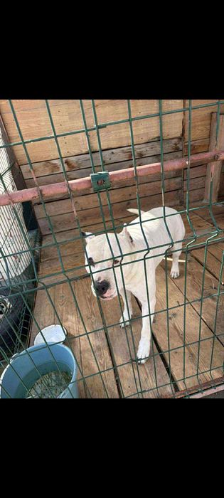 Собака безкоштовно