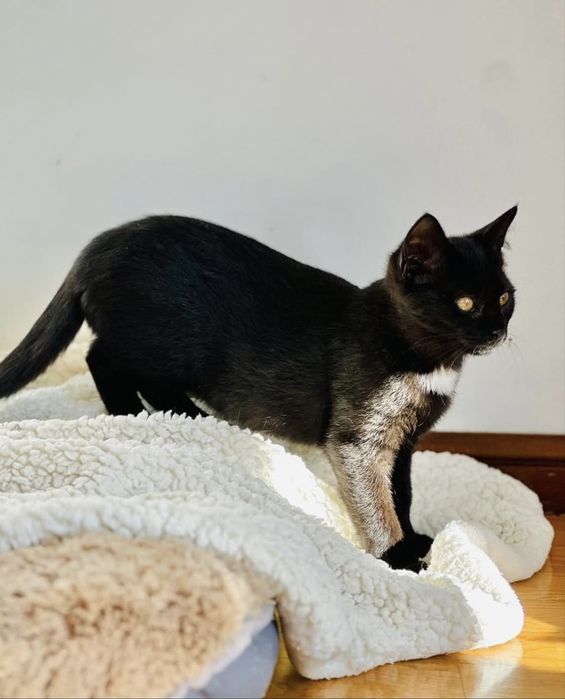 Gatinhas 3 meses para adoção conjunta