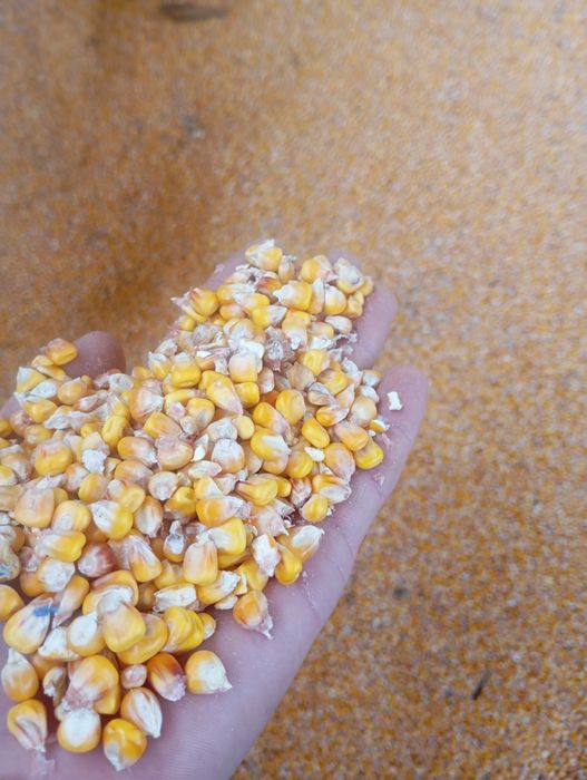 Продам Кукурудзу