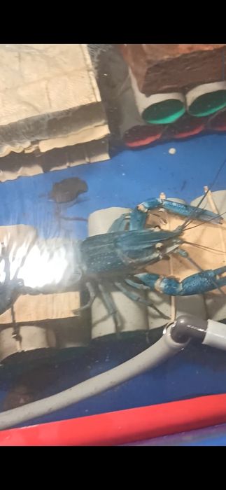 Австралійські раки