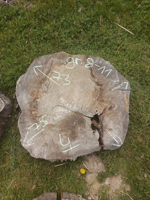 Plastry drewna... Sprzedam