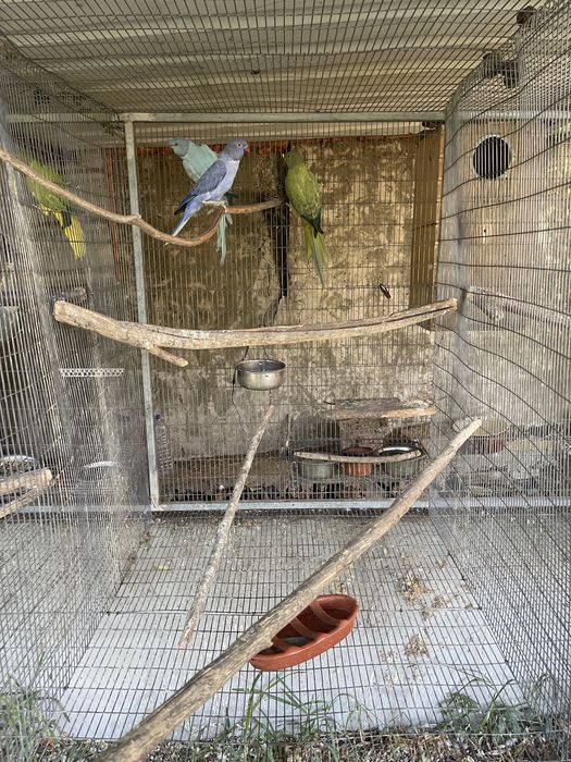 Ring necks opalinos/cc e violetas cc