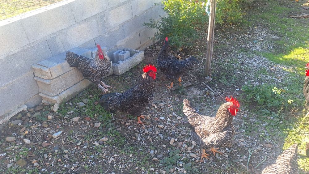 galos pedrês lindos