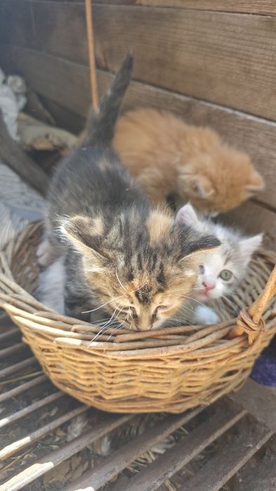 Котенята в добрі руки