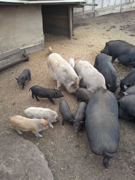 Продаю вьетнамских поросят