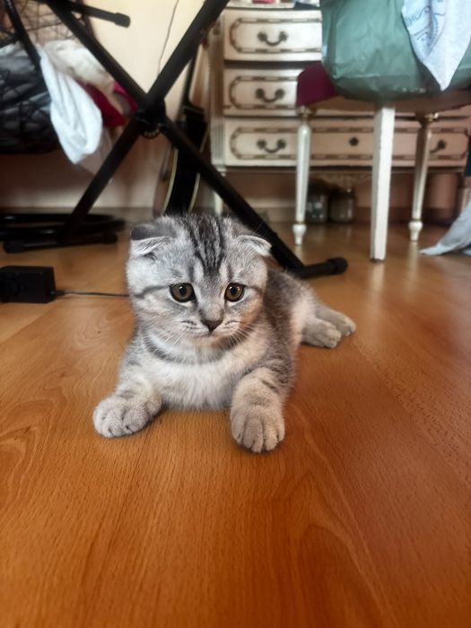 Gatinho Scottish Fold