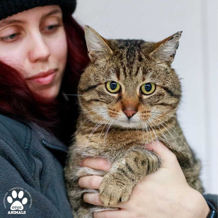 Spokojny kocurek do adopcji! Poznajcie Gumisia!
