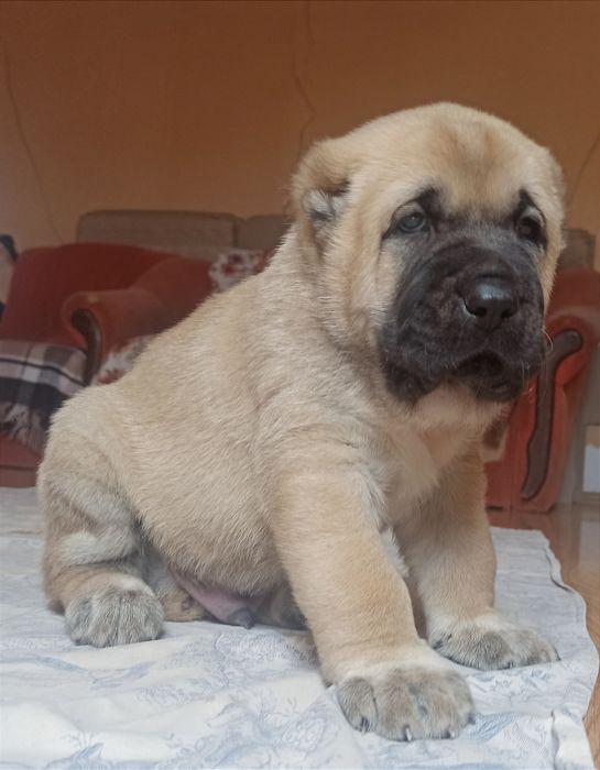 Щенки САО алабай