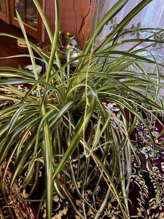 Продаю квіти в вазоннах