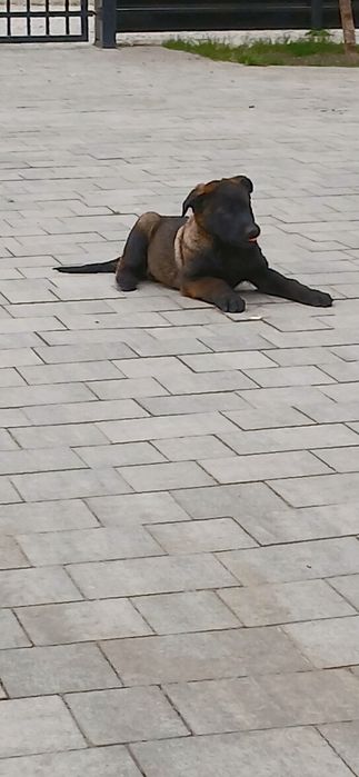 Owczarek Belgijski Malinois Piesek