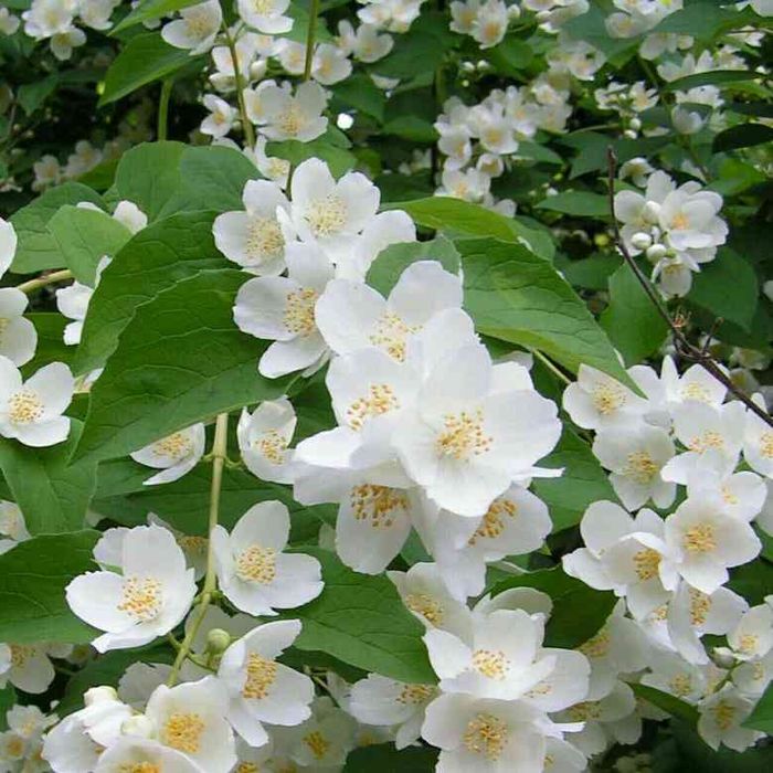 Жасмін білий чубушник продаж