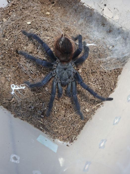 Ptasznik (samiec) Lasiocyano sazimai (pterinopelma M. Balfouri)