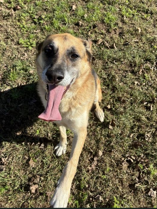 Nala: Uma Pastora Alemã dócil à procura de um final feliz